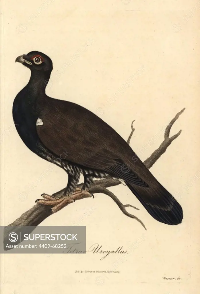 Eurasian black grouse, Tetrao urogallus. Handcoloured copperplate illustration drawn by George Graves, and engraved by Warner, from Graves' "British Ornithology," Walworth, 1813. Graves was a bookseller, publisher, artist, engraver and colorist and worked on botanical and ornithological books.