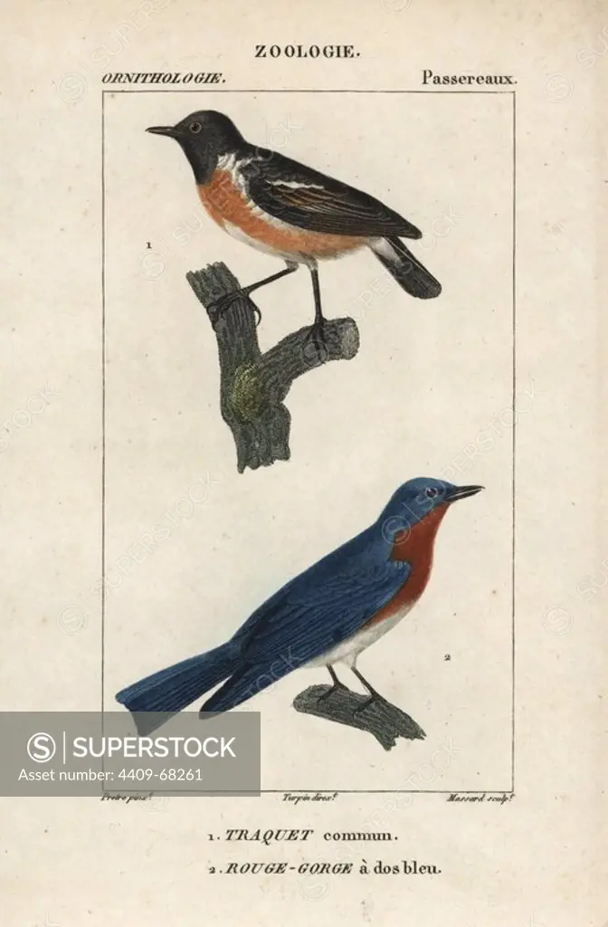 Wheatear, Oenanthe oenanthe, and eastern bluebird, Sialia sialis. Handcoloured copperplate stipple engraving from Dumont de Sainte-Croix's "Dictionary of Natural Science: Ornithology," Paris, France, 1816-1830. Illustration by J. G. Pretre, engraved by Massard, directed by Pierre Jean-Francois Turpin, and published by F.G. Levrault. Jean Gabriel Pretre (1780~1845) was painter of natural history at Empress Josephine's zoo and later became artist to the Museum of Natural History. Turpin (1775-1840) is considered one of the greatest French botanical illustrators of the 19th century.