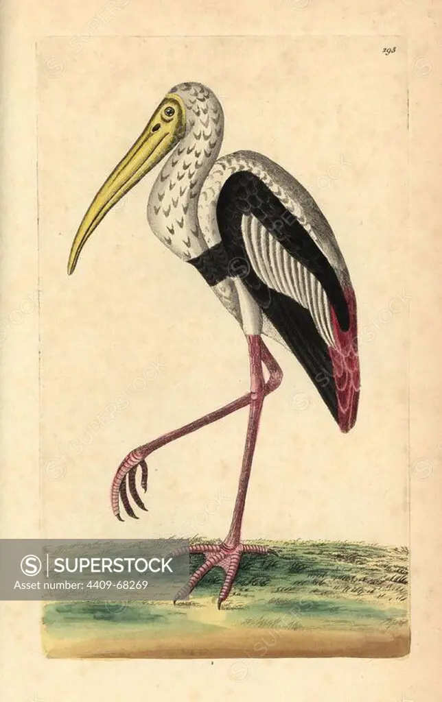Painted stork, Mycteria leucocephala. Near threatened. Illustration unsigned (George Shaw and Frederick Nodder). Handcolored copperplate engraving from George Shaw and Frederick Nodder's "The Naturalist's Miscellany" 1796.. Frederick Polydore Nodder (1751~1801) was a gifted natural history artist and engraver. Nodder honed his draftsmanship working on Captain Cook and Joseph Banks' Florilegium and engraving Sydney Parkinson's sketches of Australian plants. He was made "botanic painter to her majesty" Queen Charlotte in 1785. Nodder also drew the botanical studies in Thomas Martyn's Flora Rustica (1792) and 38 Plates (1799). Most of the 1,064 illustrations of animals, birds, insects, crustaceans, fishes, marine life and microscopic creatures for the Naturalist's Miscellany were drawn, engraved and published by Frederick Nodder's family. Frederick himself drew and engraved many of the copperplates until his death. His wife Elizabeth is credited as publisher on the volumes after 1801. Th