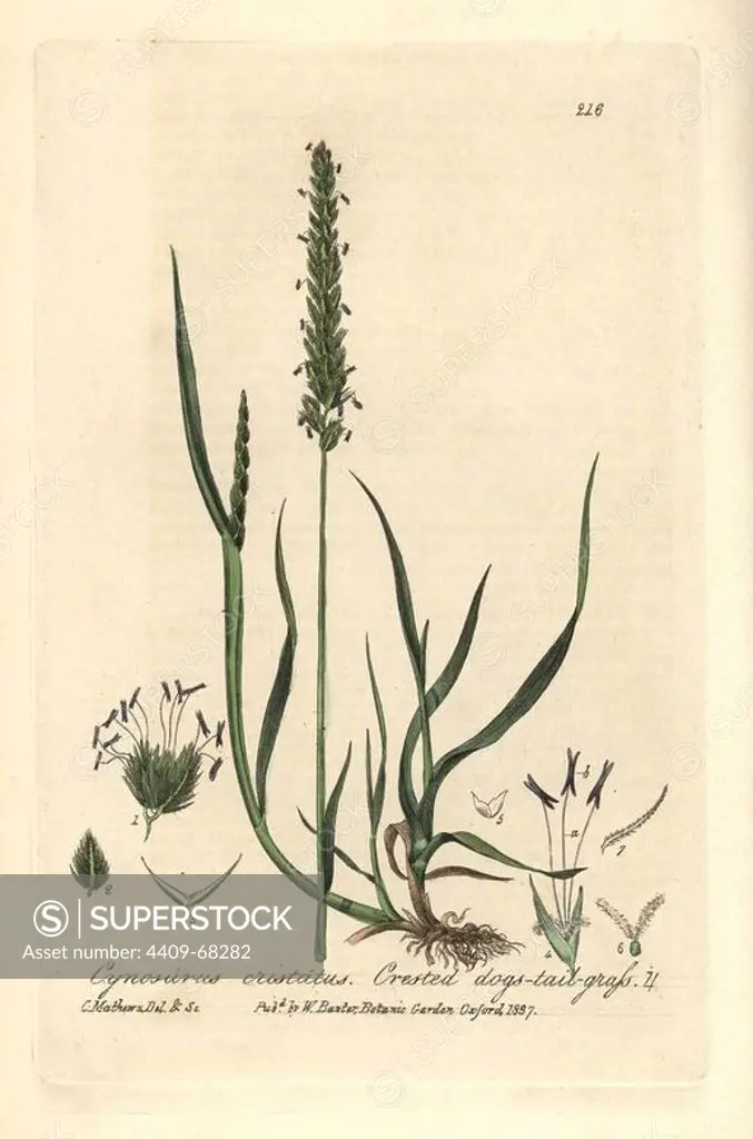 Crested dogs-tail grass, Cynosurus cristatus. Handcoloured copperplate drawn and engraved by Charles Mathews from William Baxter's "British Phaenogamous Botany" 1836. Scotsman William Baxter (1788-1871) was the curator of the Oxford Botanic Garden from 1813 to 1854.