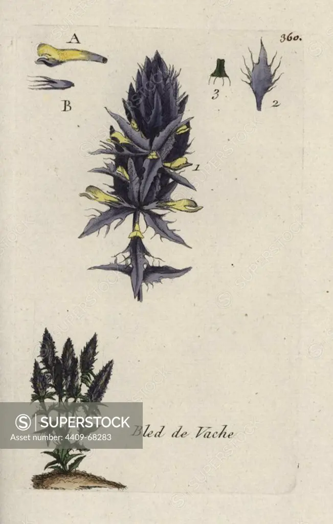Cow-wheat, Melampyrum arvense. Handcoloured botanical drawn and engraved by Pierre Bulliard from his own "Flora Parisiensis," 1776, Paris, P. F. Didot. Pierre Bulliard (1752-1793) was a famous French botanist who pioneered the three-colour-plate printing technique. His introduction to the flowers of Paris included 640 plants.
