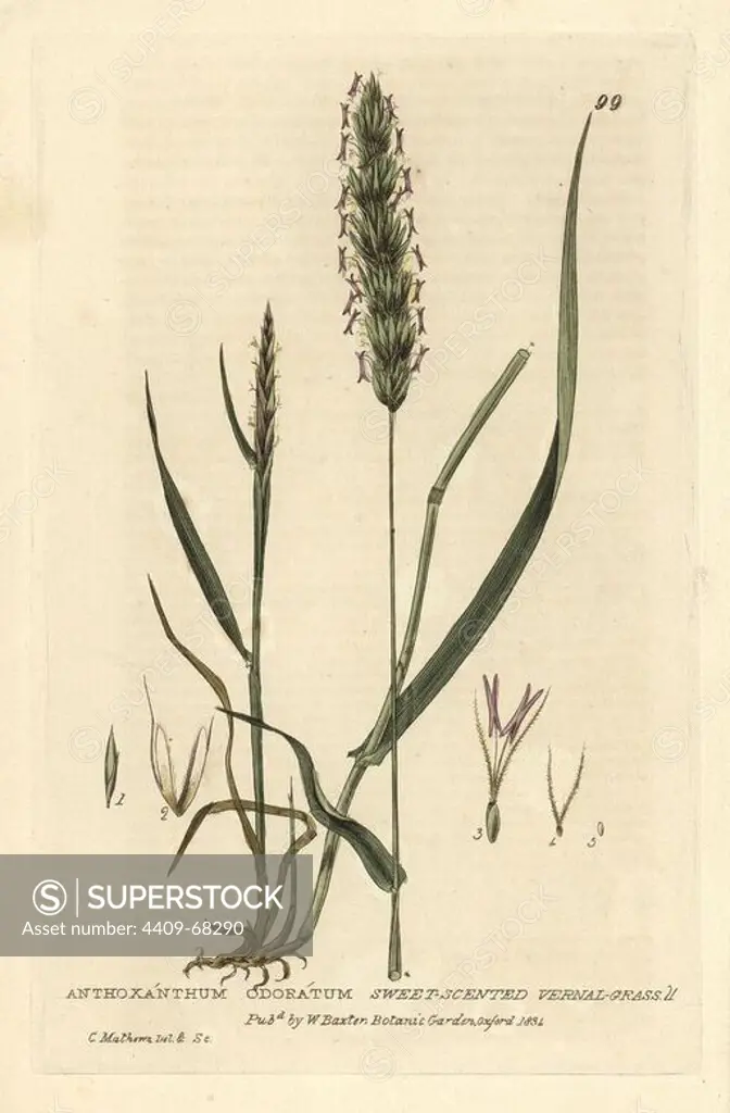 Sweet-scented vernal grass, Anthoxanthum odoratum. Handcoloured copperplate drawn and engraved by Charles Mathews from William Baxter's "British Phaenogamous Botany" 1834. Scotsman William Baxter (1788-1871) was the curator of the Oxford Botanic Garden from 1813 to 1854.