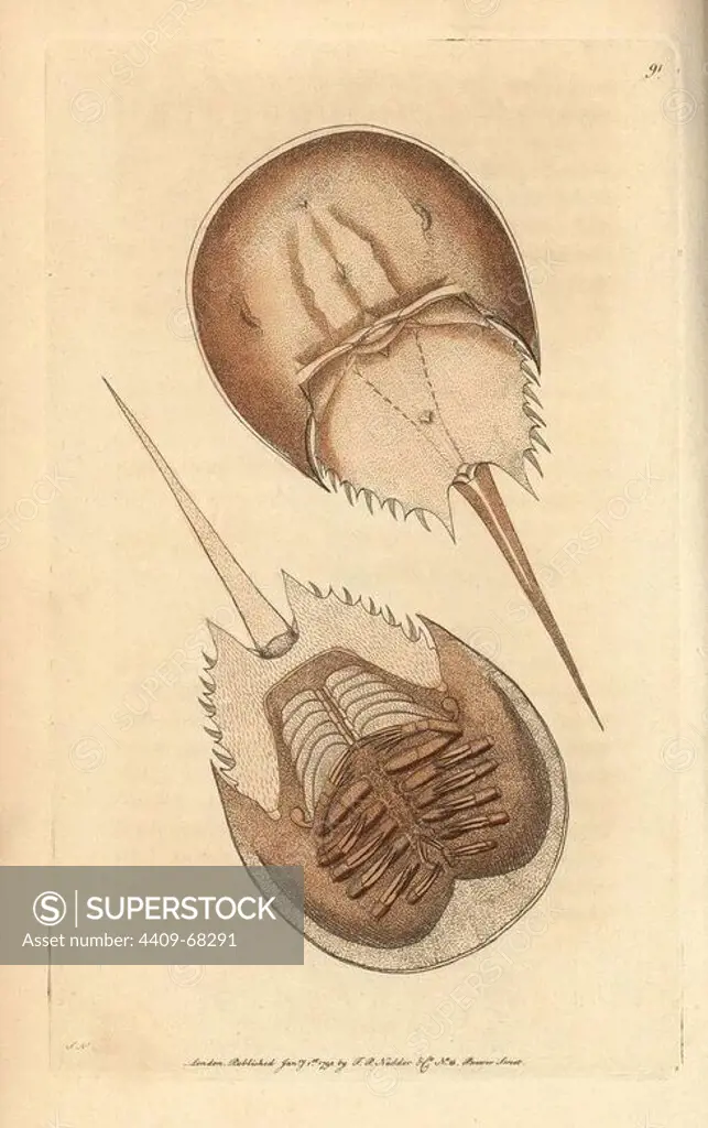 Horseshoe crab, Limulus polyphemus. Near threatened. Illustration signed SN (George Shaw and Frederick Nodder).. Handcolored copperplate engraving from George Shaw and Frederick Nodder's "The Naturalist's Miscellany" 1792.. Frederick Polydore Nodder (1751~1801) was a gifted natural history artist and engraver. Nodder honed his draftsmanship working on Captain Cook and Joseph Banks' Florilegium and engraving Sydney Parkinson's sketches of Australian plants. He was made "botanic painter to her majesty" Queen Charlotte in 1785. Nodder also drew the botanical studies in Thomas Martyn's Flora Rustica (1792) and 38 Plates (1799). Most of the 1,064 illustrations of animals, birds, insects, crustaceans, fishes, marine life and microscopic creatures for the Naturalist's Miscellany were drawn, engraved and published by Frederick Nodder's family. Frederick himself drew and engraved many of the copperplates until his death. His wife Elizabeth is credited as publisher on the volumes after 1801. Th