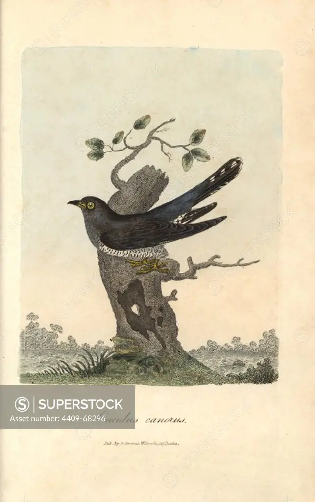 Cuckoo, Cuculus canorus. Handcoloured copperplate engraving by George Graves from "British Ornithology" 1811. Graves was a bookseller, publisher, artist, engraver and colorist and worked on botanical and ornithological books.
