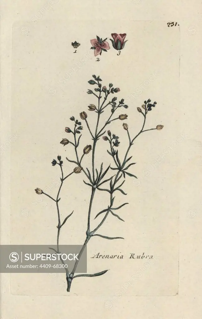 Sandspurry, Arenaria rubra. Handcoloured botanical drawn and engraved by Pierre Bulliard from his own "Flora Parisiensis," 1776, Paris, P. F. Didot. Pierre Bulliard (1752-1793) was a famous French botanist who pioneered the three-colour-plate printing technique. His introduction to the flowers of Paris included 640 plants.