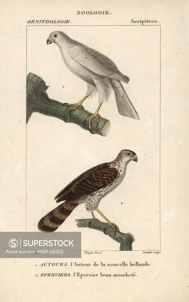 Grey goshawk, Accipiter novaehollandiae, and "dappled brown sparrowhawk," (variety of peregrine falcon, Falco peregrinus). Handcoloured copperplate stipple engraving from Dumont de Sainte-Croix's "Dictionary of Natural Science: Ornithology," Paris, France, 1816-1830. Illustration by J. G. Pretre, engraved by Coutant, directed by Pierre Jean-Francois Turpin, and published by F.G. Levrault. Jean Gabriel Pretre (1780~1845) was painter of natural history at Empress Josephine's zoo and later became artist to the Museum of Natural History. Turpin (1775-1840) is considered one of the greatest French botanical illustrators of the 19th century.