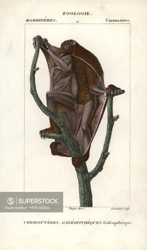 Sunda flying lemur, Galeopterus variegatus. Handcoloured copperplate stipple engraving from Frederic Cuvier's "Dictionary of Natural Science: Mammals," Paris, France, 1816. Illustration by J. G. Pretre, engraved by Carnonkel, directed by Pierre Jean-Francois Turpin, and published by F.G. Levrault. Jean Gabriel Pretre (1780~1845) was painter of natural history at Empress Josephine's zoo and later became artist to the Museum of Natural History. Turpin (1775-1840) is considered one of the greatest French botanical illustrators of the 19th century.