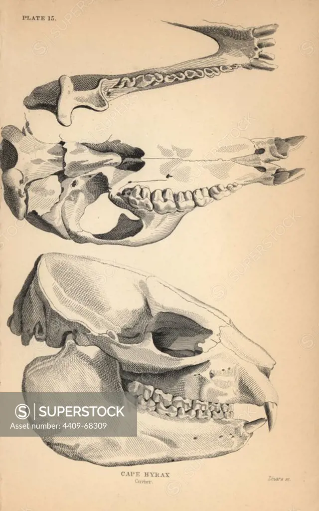 Skull and jaw structure of the cape hyrax, Procavia capensis. Engraving on steel by William Lizars from Sir William Jardine's "Naturalist's Library: Mammalia, Pachydermes or Thick-Skinned Quadrupeds" published by W. H. Lizars, Edinburgh, 1836.