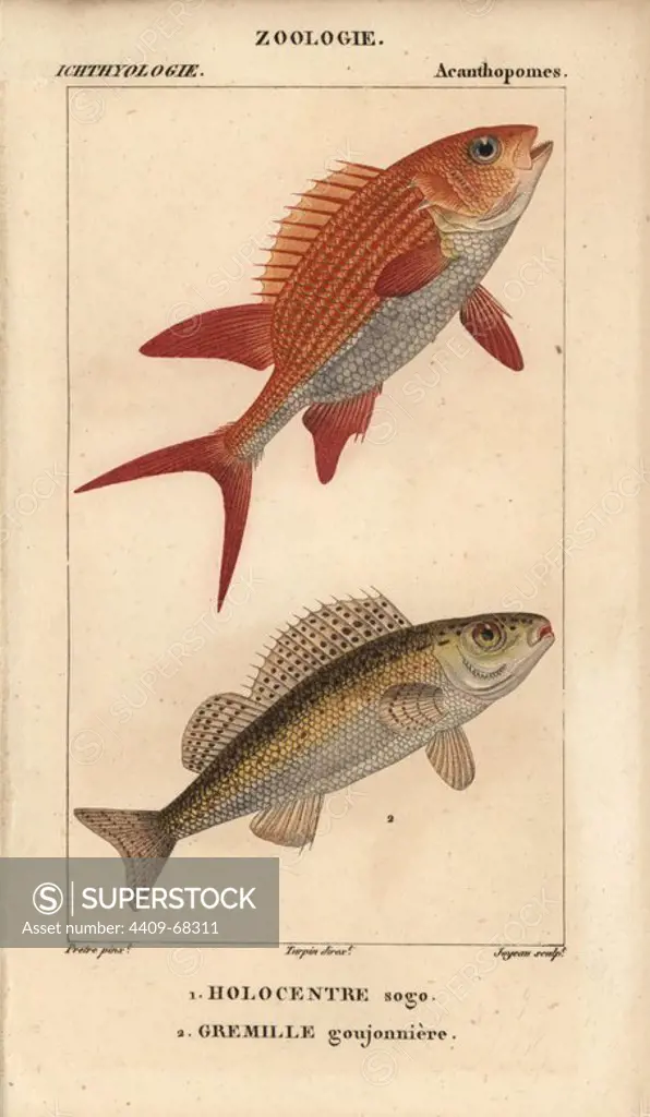 Squirrelfish, Holocentre sogo, Holocentrus adscensionis, and ruffe, Gremille, perche goujonniere, Gymnocephalus cernuus. Handcoloured copperplate stipple engraving from Jussieu's "Dictionnaire des Sciences Naturelles" 1816-1830. The volumes on fish and reptiles were edited by Hippolyte Cloquet, natural historian and doctor of medicine. Illustration by J.G. Pretre, engraved by Joyeau, directed by Turpin, and published by F. G. Levrault. Jean Gabriel Pretre (1780~1845) was painter of natural history at Empress Josephine's zoo and later became artist to the Museum of Natural History.