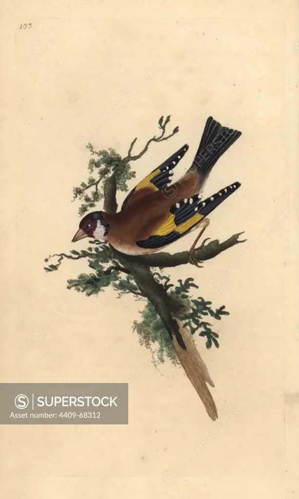 Goldfinch, Carduelis carduelis. Handcoloured copperplate drawn and engraved by Edward Donovan from his own "Natural History of British Birds," London, 1794-1819. Edward Donovan (1768-1837) was an Anglo-Irish amateur zoologist, writer, artist and engraver. He wrote and illustrated a series of volumes on birds, fish, shells and insects, opened his own museum of natural history in London, but later he fell on hard times and died penniless.