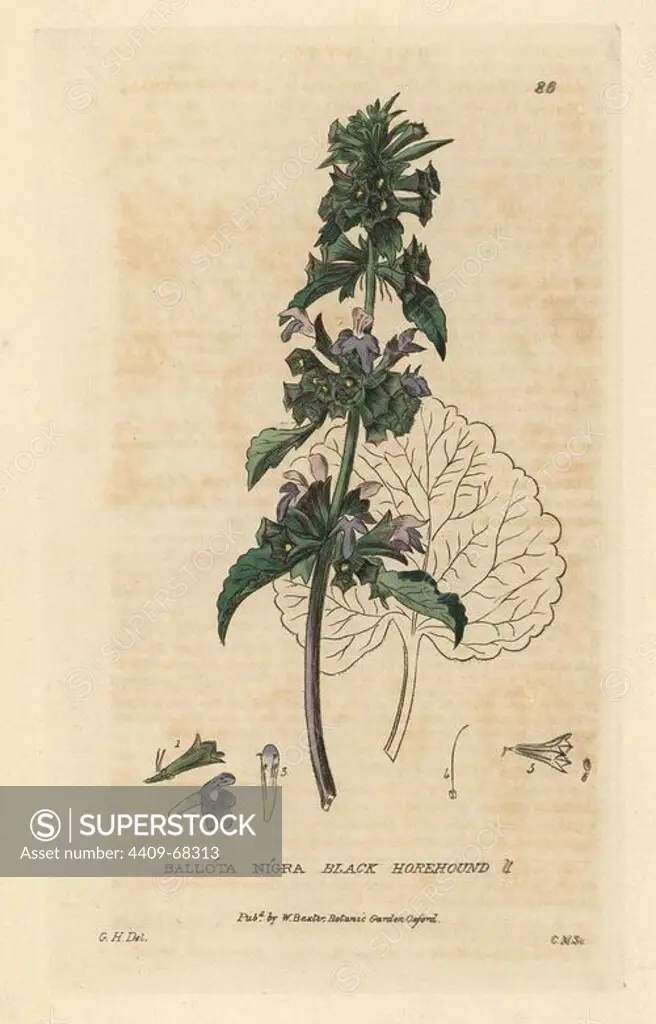 Black horehound, Ballota nigra. Handcoloured copperplate engraving by Charles Mathews of a drawing by G.H. from William Baxter's "British Phaenogamous Botany" 1834. Scotsman William Baxter (1788-1871) was the curator of the Oxford Botanic Garden from 1813 to 1854.