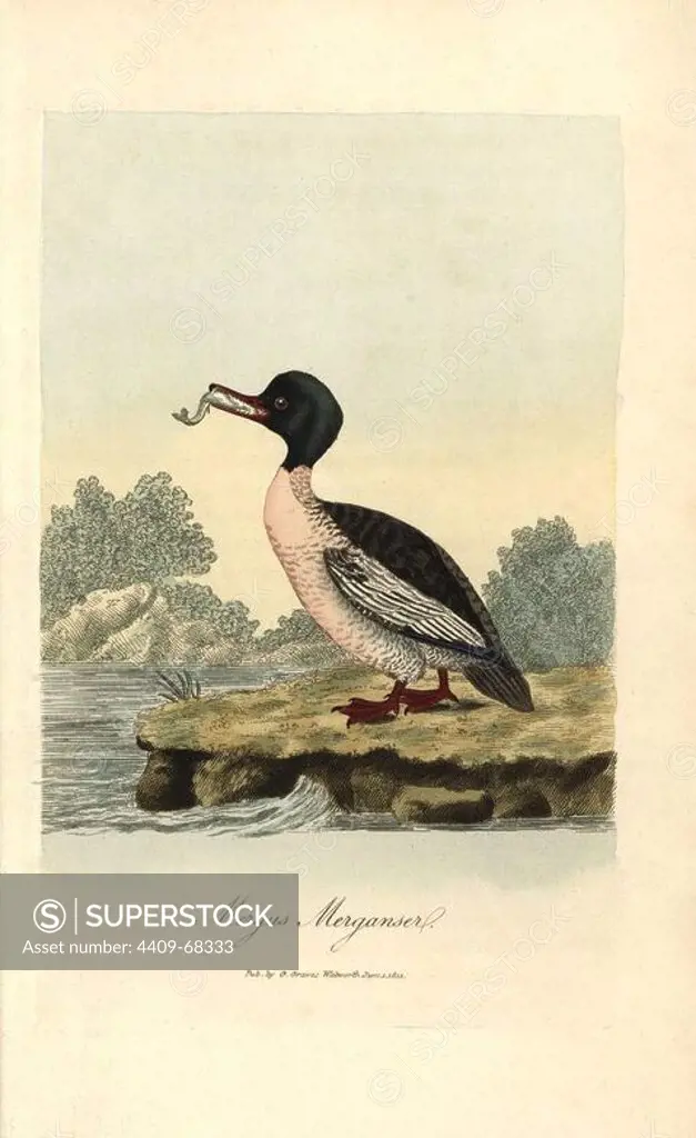 Goosander, Mergus merganser. Handcoloured copperplate drawn and engraved by George Graves from his own "British Ornithology," Walworth, 1812. Graves was a bookseller, publisher, artist, engraver and colorist and worked on botanical and ornithological books.