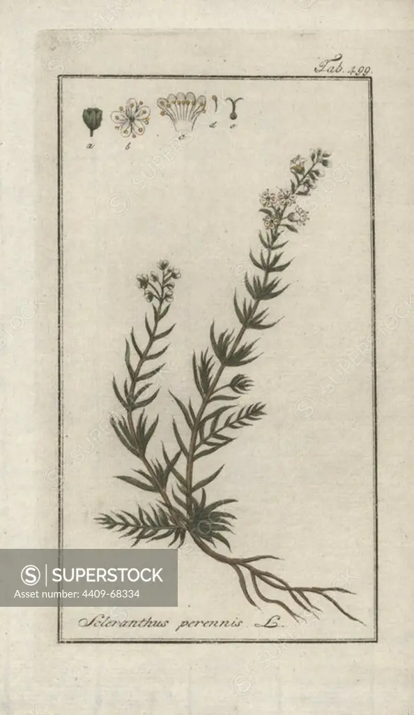 Perennial knawel, Scleranthus perennis. Handcoloured copperplate botanical engraving from Johannes Zorn's "Afbeelding der Artseny-Gewassen," Jan Christiaan Sepp, Amsterdam, 1796. Zorn first published his illustrated medical botany in Nurnberg in 1780 with 500 plates, and a Dutch edition followed in 1796 published by J.C. Sepp with an additional 100 plates. Zorn (1739-1799) was a German pharmacist and botanist who collected medical plants from all over Europe for his "Icones plantarum medicinalium" for apothecaries and doctors.