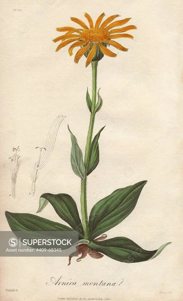 Leopard's bane, Arnica montana. Handcoloured botanical illustration drawn by G. Reid and engraved on steel by Weddell from John Stephenson and James Morss Churchill's "Medical Botany: or Illustrations and descriptions of the medicinal plants of the London, Edinburgh, and Dublin pharmacopias," John Churchill, London, 1831.