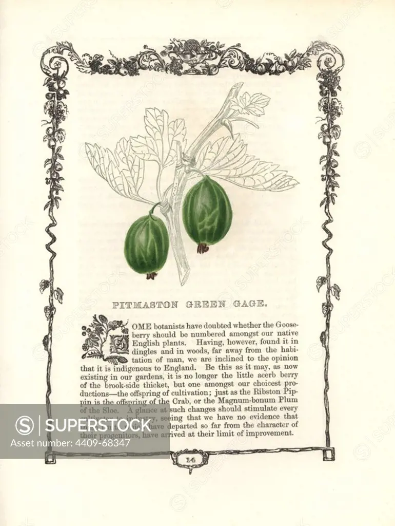 Pitmaston Green Gage gooseberry, Ribes uva-crispa, within a Della Robbia ornamental frame with text below. Handcoloured glyphograph from Benjamin Maund's "The Fruitist," London, 1850, Groombridge and Sons. Maund (17901863) was a pharmacist, botanist, printer, bookseller and publisher of "The Botanic Garden" and "The Botanist.".