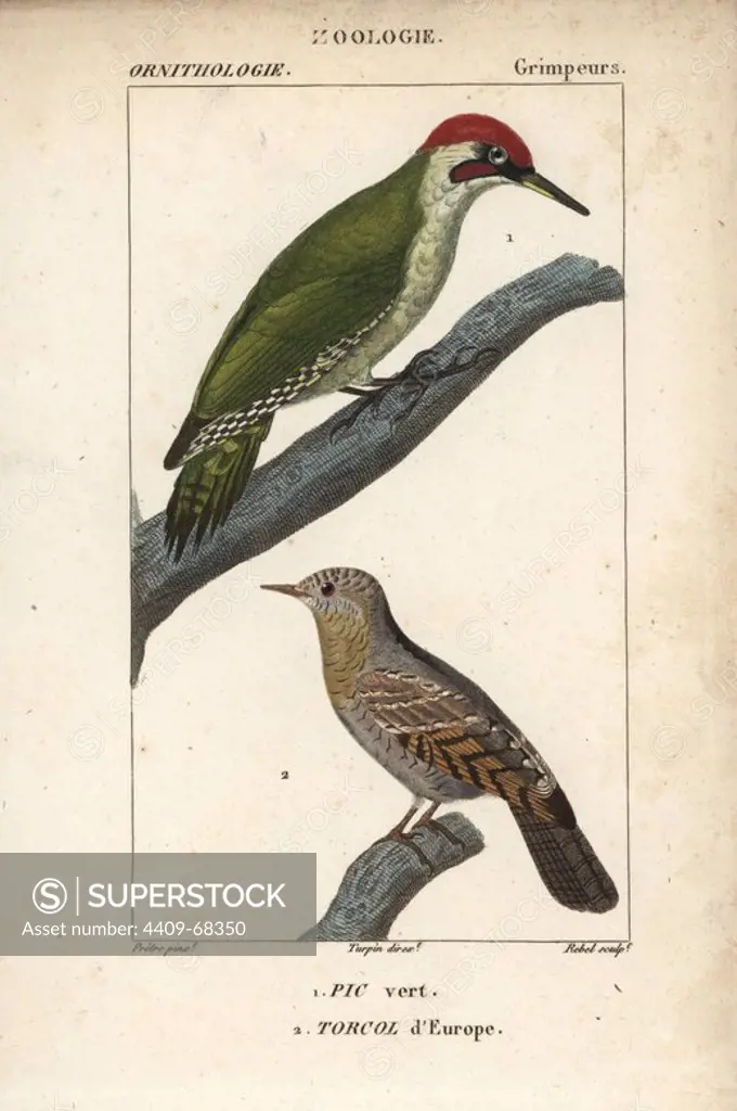 European green woodpecker, Picus viridis, and Eurasian Wryneck, Jynx torquilla. Handcoloured copperplate stipple engraving from Dumont de Sainte-Croix's "Dictionary of Natural Science: Ornithology," Paris, France, 1816-1830. Illustration by J. G. Pretre, engraved by Rebel, directed by Pierre Jean-Francois Turpin, and published by F.G. Levrault. Jean Gabriel Pretre (1780~1845) was painter of natural history at Empress Josephine's zoo and later became artist to the Museum of Natural History. Turpin (1775-1840) is considered one of the greatest French botanical illustrators of the 19th century.