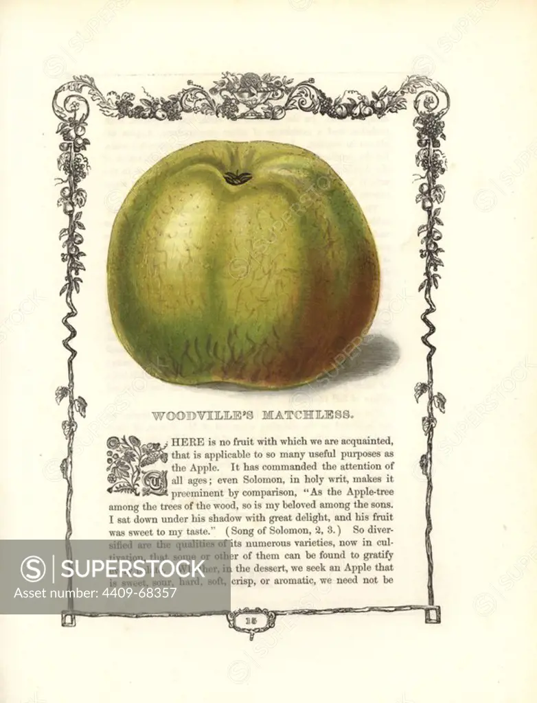 Woodville's Matchless apple, Malus domestica, within a Della Robbia ornamental frame with text below. Handcoloured glyphograph from Benjamin Maund's "The Fruitist," London, 1850, Groombridge and Sons. Maund (17901863) was a pharmacist, botanist, printer, bookseller and publisher of "The Botanic Garden" and "The Botanist.".