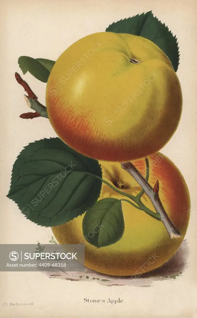 Stone's apple, Malus domestica variety. Drawn by Macfarlane, chromolithograph from "The Florist and Pomologist" Robert Hogg, London, published from 1878 to 1884. 251 hand-coloured and chromolithographic plates of fruit and flowers. Drawn by Walter Hood Fitch, Miss E. Regel, and J.L. Macfarlane, lithographed by G. Severeyns and Stroobant, Belgium.
