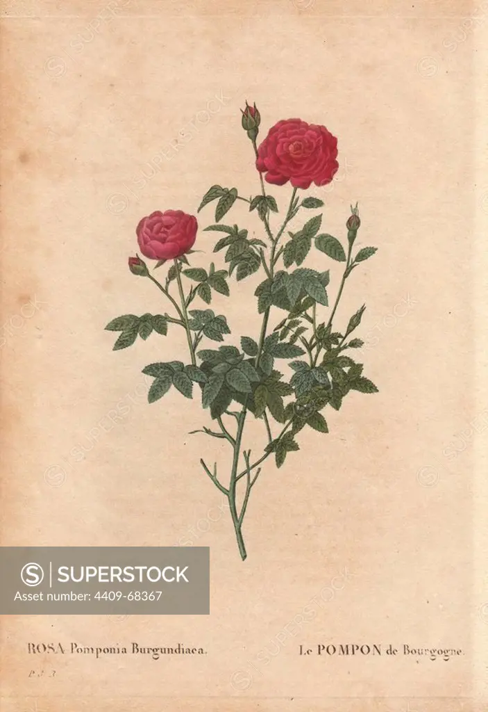 Burgundy rose with crimson fluffy flowers (Rosa Pomponia Burgundiaca).. R. centifolia var. parvifolia. Le Pompon de Bourgogne. Origin unknown, dates from before 1664.. Hand-colored, octavo-size stipple copperplate engraving from Pierre Joseph Redoute's "Les Roses" 1828.