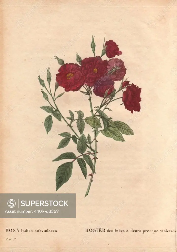 Ternaux rose with purple and scarlet blooms. Rosa indica subviolacea. Variety of Rosa chinensis. Rosier des Indes a fleurs presque violettes.. Raised by M. Ternaux c. 1812.. Hand-colored, octavo-size, stipple engraving by Pierre-Joseph Redoute from "Les Roses" 1828.