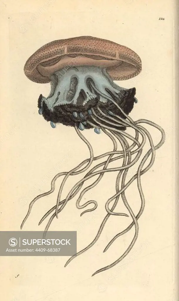 Rhizostoma cuvieri jellyfish. Illustration signed S (George Shaw).. Handcolored copperplate engraving from George Shaw and Frederick Nodder's "The Naturalist's Miscellany" 1795.. Frederick Polydore Nodder (1751~1801) was a gifted natural history artist and engraver. Nodder honed his draftsmanship working on Captain Cook and Joseph Banks' Florilegium and engraving Sydney Parkinson's sketches of Australian plants. He was made "botanic painter to her majesty" Queen Charlotte in 1785. Nodder also drew the botanical studies in Thomas Martyn's Flora Rustica (1792) and 38 Plates (1799). Most of the 1,064 illustrations of animals, birds, insects, crustaceans, fishes, marine life and microscopic creatures for the Naturalist's Miscellany were drawn, engraved and published by Frederick Nodder's family. Frederick himself drew and engraved many of the copperplates until his death. His wife Elizabeth is credited as publisher on the volumes after 1801. Their son Richard Polydore (1774~1823) was resp