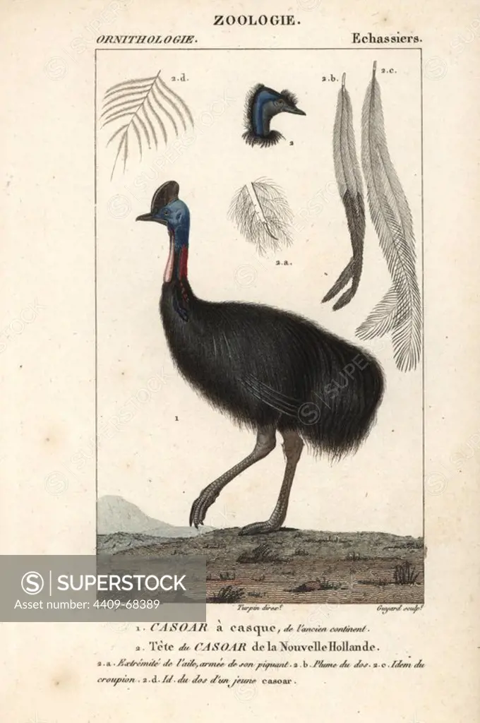 Southern cassowary, Casuarius casuarius. Vulnerable. With head of the emu, Dromaius novaehollandiae, which was originally named the "cassowary of new holland." Handcoloured copperplate stipple engraving from Dumont de Sainte-Croix's "Dictionary of Natural Science: Ornithology," Paris, France, 1816-1830. Illustration by J. G. Pretre, engraved by Guyard, directed by Pierre Jean-Francois Turpin, and published by F.G. Levrault. Jean Gabriel Pretre (1780~1845) was painter of natural history at Empress Josephine's zoo and later became artist to the Museum of Natural History. Turpin (1775-1840) is considered one of the greatest French botanical illustrators of the 19th century.