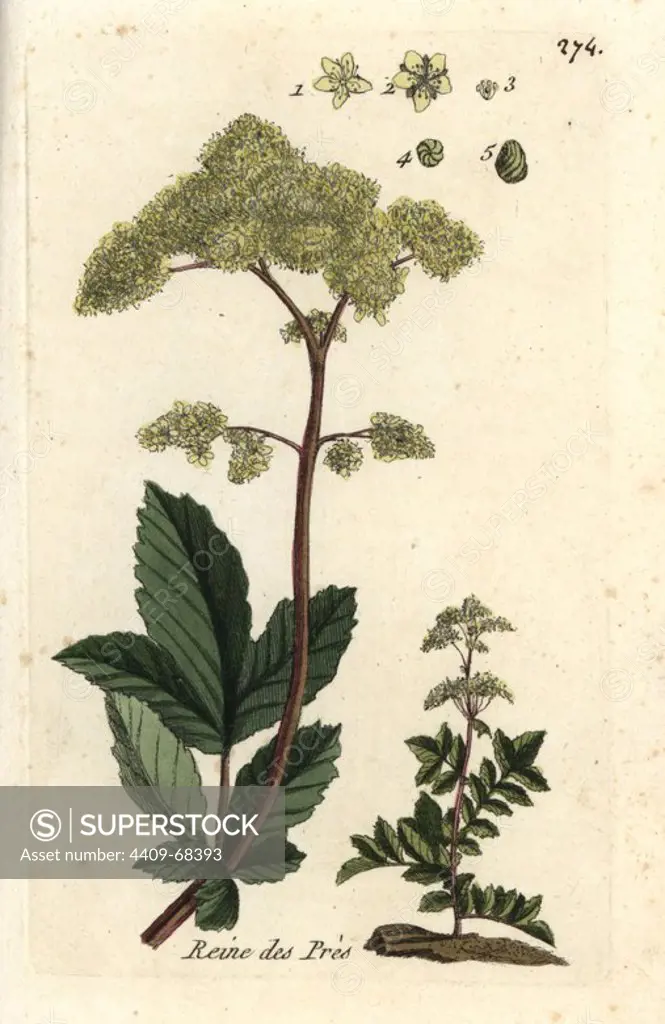 Meadowsweet, Filipendula ulmaria. Handcoloured botanical drawn and engraved by Pierre Bulliard from his own "Flora Parisiensis," 1776, Paris, P. F. Didot. Pierre Bulliard (1752-1793) was a famous French botanist who pioneered the three-colour-plate printing technique. His introduction to the flowers of Paris included 640 plants.