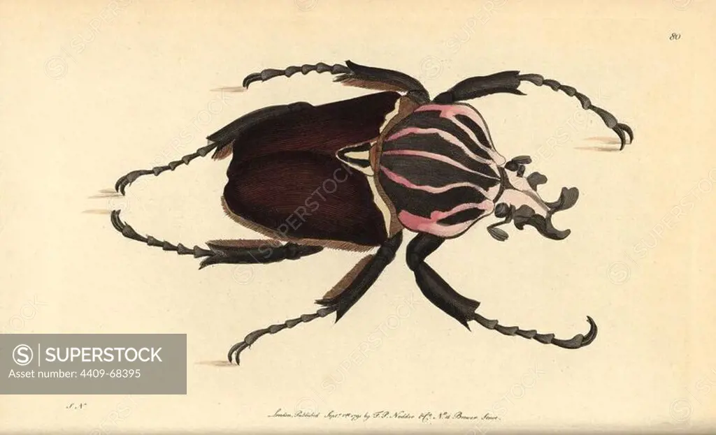 Goliath beetle, Goliathus goliatus. Illustration signed SN (George Shaw and Frederick Nodder).. Handcolored copperplate engraving from George Shaw and Frederick Nodder's "The Naturalist's Miscellany" 1791.. Frederick Polydore Nodder (1751~1801) was a gifted natural history artist and engraver. Nodder honed his draftsmanship working on Captain Cook and Joseph Banks' Florilegium and engraving Sydney Parkinson's sketches of Australian plants. He was made "botanic painter to her majesty" Queen Charlotte in 1785. Nodder also drew the botanical studies in Thomas Martyn's Flora Rustica (1792) and 38 Plates (1799). Most of the 1,064 illustrations of animals, birds, insects, crustaceans, fishes, marine life and microscopic creatures for the Naturalist's Miscellany were drawn, engraved and published by Frederick Nodder's family. Frederick himself drew and engraved many of the copperplates until his death. His wife Elizabeth is credited as publisher on the volumes after 1801. Their son Richard P