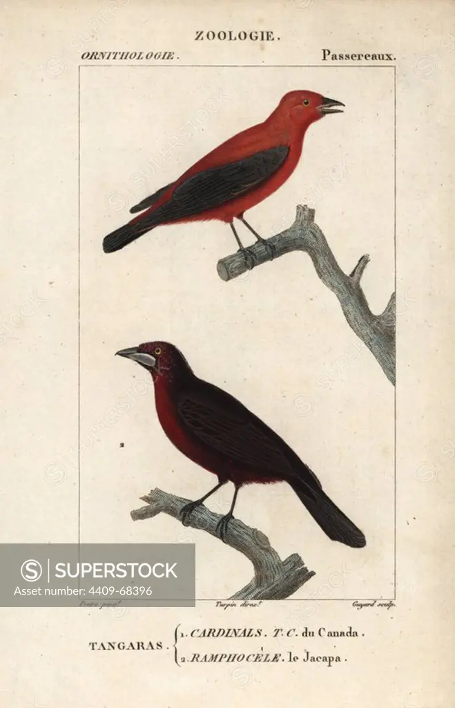 Summer tanager, Piranga rubra, and Jacapa or silver-beaked tanager, Ramphocelus carbo. Handcoloured copperplate stipple engraving from Dumont de Sainte-Croix's "Dictionary of Natural Science: Ornithology," Paris, France, 1816-1830. Illustration by J. G. Pretre, engraved by Guyard, directed by Pierre Jean-Francois Turpin, and published by F.G. Levrault. Jean Gabriel Pretre (1780~1845) was painter of natural history at Empress Josephine's zoo and later became artist to the Museum of Natural History. Turpin (1775-1840) is considered one of the greatest French botanical illustrators of the 19th century.