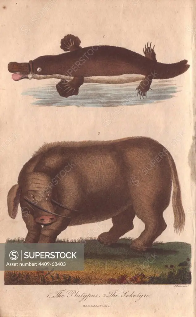Mythical "sukotyro" and duck-billed platypus . Ornithorhynchus anatinus, Sukotyro imlieus. Hand-colored copperplate engraving from a drawing by Johann Ihle from Ebenezer Sibly's "Universal System of Natural History" 1794. The prolific Sibly published his Universal System of Natural History in 1794~1796 in five volumes covering the three natural worlds of fauna, flora and geology. The series included illustrations of mythical beasts such as the sukotyro and the mermaid, and depicted sloths sitting on the ground (instead of hanging from trees) and a domesticated female orang utan wearing a bandana. The engravings were by J. Pass, J. Chapman and Barlow copied from original drawings by famous natural history artists George Edwards, Albertus Seba, Maria Sybilla Merian, and Johann Ihle.
