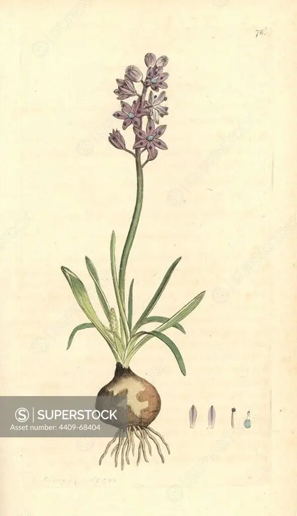 Autumnal squill, Scilla autumnalis. Handcoloured copperplate engraving from a drawing by James Sowerby for Smith's "English Botany," London, 1792. Sowerby was a tireless illustrator of natural history books and illustrated books on botany, mycology, conchology and geology.