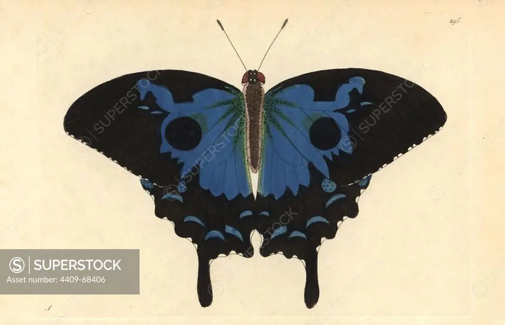 Ulysses butterfly, Papilio ulysses. Illustration signed S (George Shaw). Handcolored copperplate engraving from George Shaw and Frederick Nodder's "The Naturalist's Miscellany" 1796.. Frederick Polydore Nodder (1751~1801) was a gifted natural history artist and engraver. Nodder honed his draftsmanship working on Captain Cook and Joseph Banks' Florilegium and engraving Sydney Parkinson's sketches of Australian plants. He was made "botanic painter to her majesty" Queen Charlotte in 1785. Nodder also drew the botanical studies in Thomas Martyn's Flora Rustica (1792) and 38 Plates (1799). Most of the 1,064 illustrations of animals, birds, insects, crustaceans, fishes, marine life and microscopic creatures for the Naturalist's Miscellany were drawn, engraved and published by Frederick Nodder's family. Frederick himself drew and engraved many of the copperplates until his death. His wife Elizabeth is credited as publisher on the volumes after 1801. Their son Richard Polydore (1774~1823) was