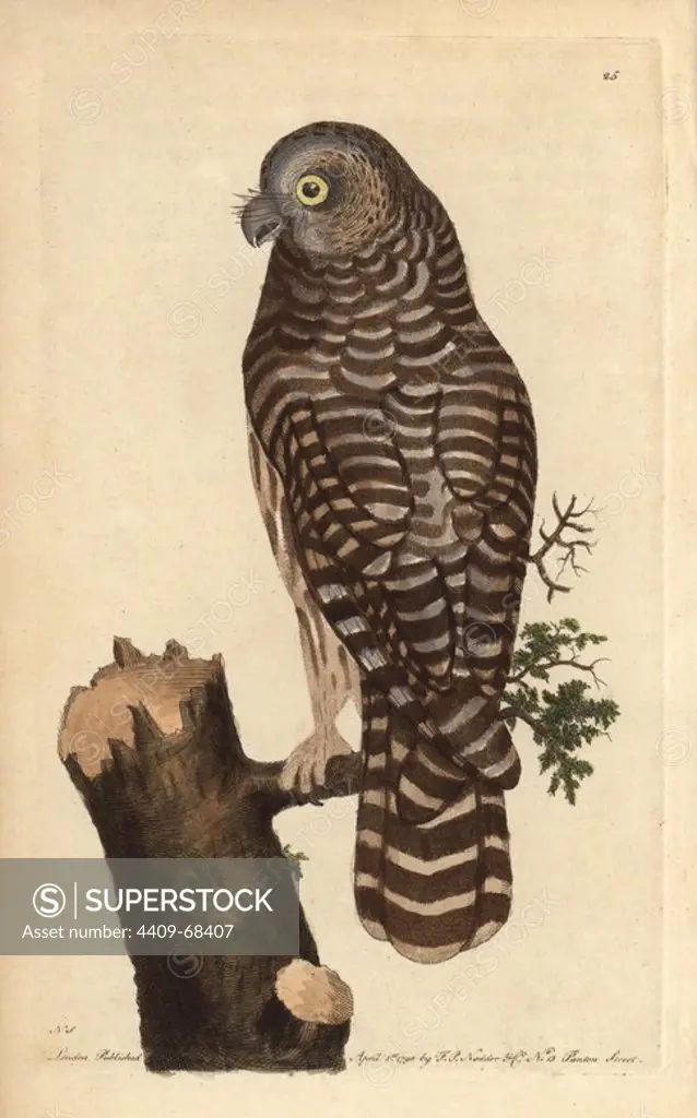 Clouded owl, great grey owl, ghost owl or Lapland owl, Strix nebulosa. Endangered species. Illustration signed NS (drawn by George Shaw, engraved by Frederick Nodder). Handcolored copperplate engraving from George Shaw and Frederick Nodder's "The Naturalist's Miscellany" 1790.. Frederick Polydore Nodder (1751~1801) was a gifted natural history artist and engraver. Nodder honed his draftsmanship working on Captain Cook and Joseph Banks' Florilegium and engraving Sydney Parkinson's sketches of Australian plants. He was made "botanic painter to her majesty" Queen Charlotte in 1785. Nodder also drew the botanical studies in Thomas Martyn's Flora Rustica (1792) and 38 Plates (1799). Most of the 1,064 illustrations of animals, birds, insects, crustaceans, fishes, marine life and microscopic creatures for the Naturalist's Miscellany were drawn, engraved and published by Frederick Nodder's family. Frederick himself drew and engraved many of the copperplates until his death. His wife Elizabeth