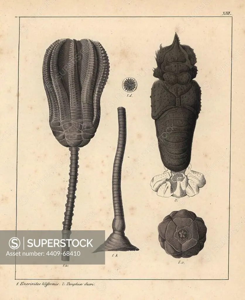 Lily encrinite, Encrinites liliformis, and crab Pemphix sueri. Handcoloured lithograph by an unknown artist from Dr. F.A. Schmidt's "Petrefactenbuch," published in Stuttgart, Germany, 1855 by Verlag von Krais & Hoffmann. Dr. Schmidt's "Book of Petrification" introduced fossils and palaeontology to both the specialist and general reader.