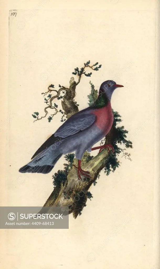 Stock dove or pigeon, Columba oenas. Handcoloured copperplate drawn and engraved by Edward Donovan from his own "Natural History of British Birds," London, 1794-1819. Edward Donovan (1768-1837) was an Anglo-Irish amateur zoologist, writer, artist and engraver. He wrote and illustrated a series of volumes on birds, fish, shells and insects, opened his own museum of natural history in London, but later he fell on hard times and died penniless.