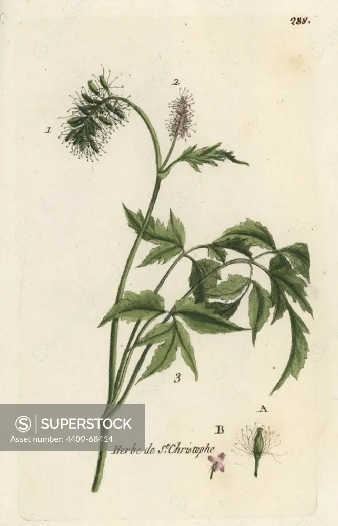 Baneberry or Herb Christopher, Actaea spicata. Handcoloured botanical drawn and engraved by Pierre Bulliard from his own "Flora Parisiensis," 1776, Paris, P. F. Didot. Pierre Bulliard (1752-1793) was a famous French botanist who pioneered the three-colour-plate printing technique. His introduction to the flowers of Paris included 640 plants.