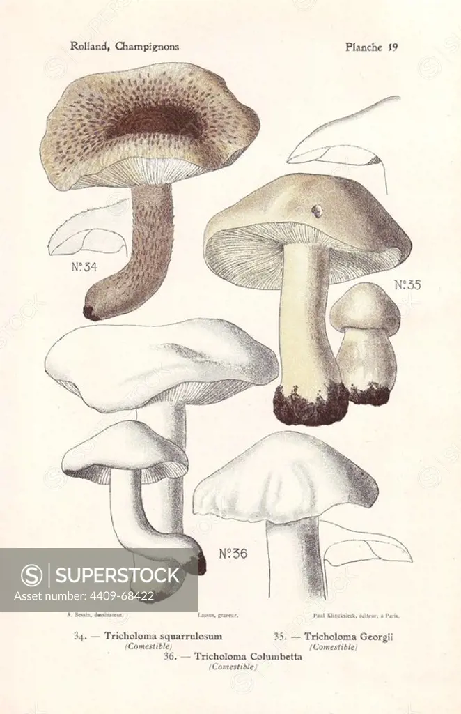 Edible mushrooms, Tricholoma squarrulosum, dove-coloured tricholoma, Tricholoma columbetta and St. George's mushroom, Tricholoma georgii, Calocybe gambosa. Chromolithograph drawn by Bessin for Leon Rolland's "Atlas des Champignons" 1911.