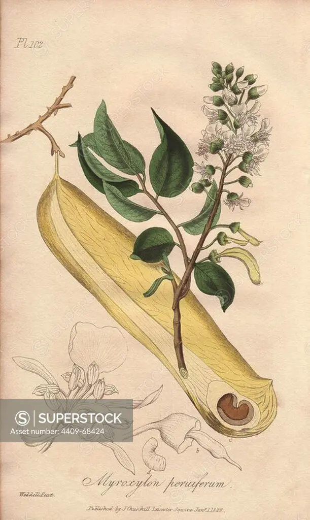 Peru balsam tree, Myroxylon peruiferum. Handcoloured botanical illustration drawn and engraved on steel by Weddell from John Stephenson and James Morss Churchill's "Medical Botany: or Illustrations and descriptions of the medicinal plants of the London, Edinburgh, and Dublin pharmacopias," John Churchill, London, 1831.