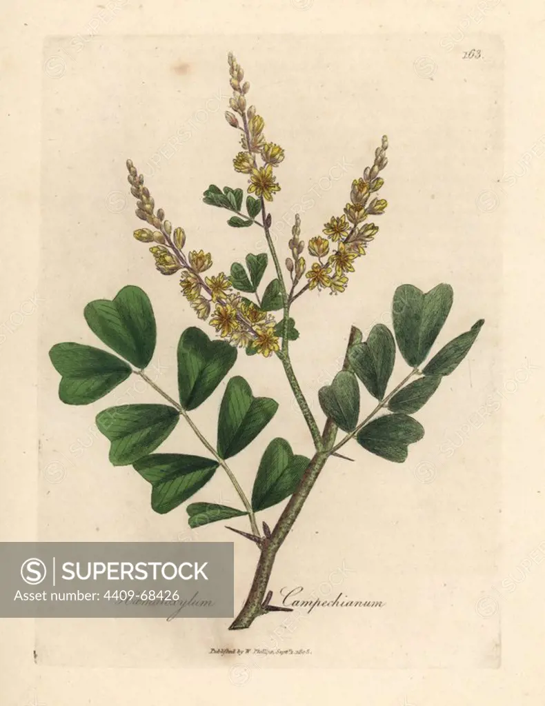 Logwood, Haematoxylum campechianum. Handcoloured copperplate engraving from a botanical illustration by James Sowerby from William Woodville and Sir William Jackson Hooker's "Medical Botany," John Bohn, London, 1832. The tireless Sowerby (1757-1822) drew over 2, 500 plants for Smith's mammoth "English Botany" (1790-1814) and 440 mushrooms for "Coloured Figures of English Fungi " (1797) among many other works.