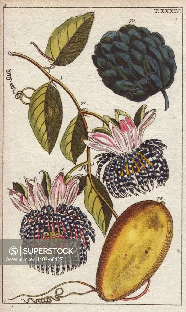 Custard apple, Annona reticulata, and water lemon, Passiflora laurifolia. Handcolored copperplate engraving of a botanical illustration from G. T. Wilhelm's "Unterhaltungen aus der Naturgeschichte" (Encyclopedia of Natural History), Vienna, 1816. Gottlieb Tobias Wilhelm (1758-1811) was a Bavarian clergyman and naturalist in Augsburg, where the first edition was published.