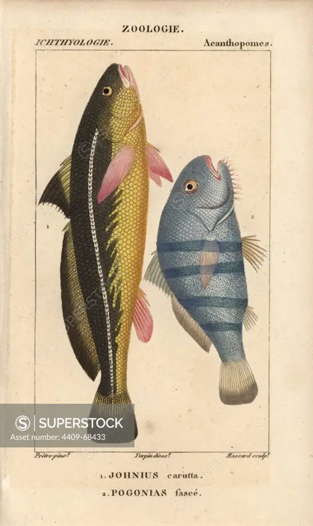 Karut croaker, Johnius carutta, and black drum, Pogonias cromis, Pogonias fasce. Handcoloured copperplate stipple engraving from Jussieu's "Dictionnaire des Sciences Naturelles" 1816-1830. The volumes on fish and reptiles were edited by Hippolyte Cloquet, natural historian and doctor of medicine. Illustration by J.G. Pretre, engraved by Massard, directed by Turpin, and published by F. G. Levrault. Jean Gabriel Pretre (1780~1845) was painter of natural history at Empress Josephine's zoo and later became artist to the Museum of Natural History.