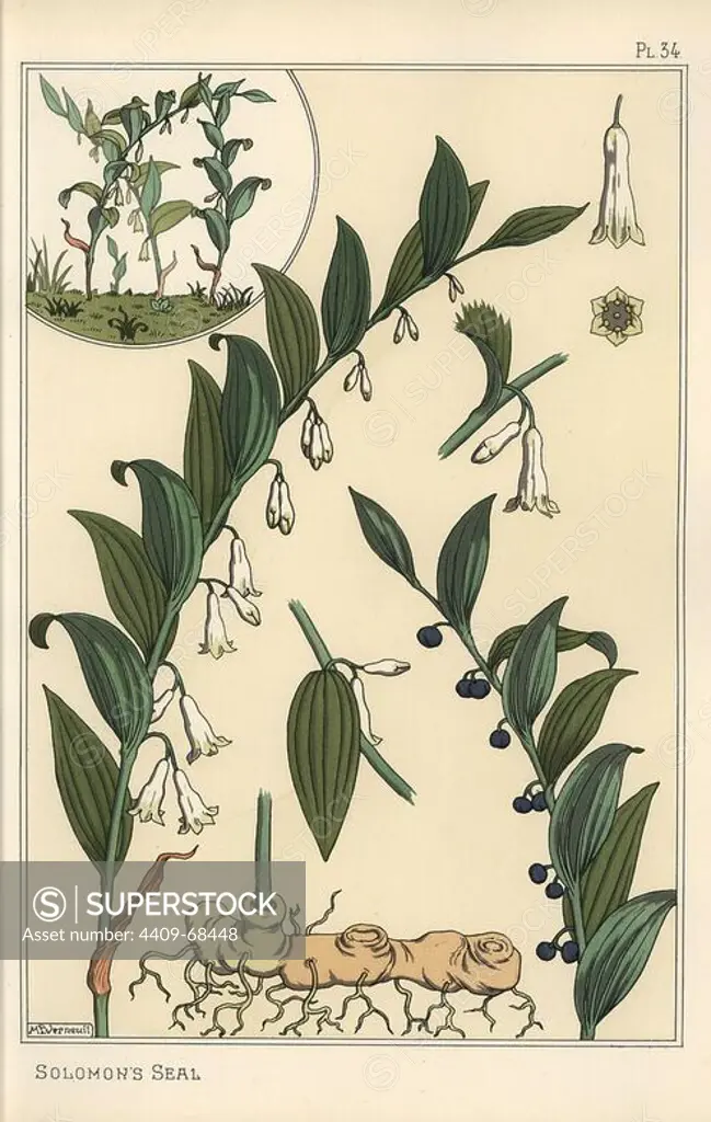 Botanical illustration of Solomon's seal, Polygonatum multiflorum. Lithograph by Verneuil with pochoir (stencil) handcoloring from Eugene Grasset's Plants and their Application to Ornament, Paris, 1897. Grasset (1841-1917) was a Swiss artist whose innovative designs inspired the art nouveau movement at the end of the 19th century.