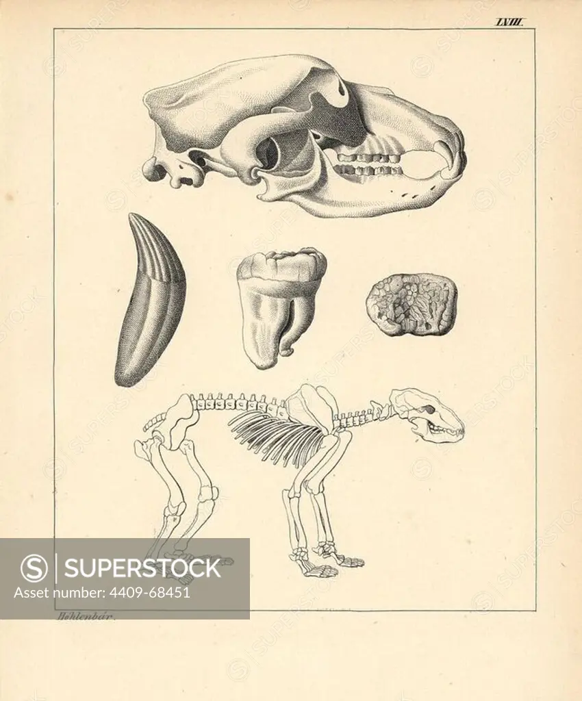 Skeleton, skull and tooth of der Höhlenbär, cave bear, Ursus spelaeus. Lithograph by an unknown artist from Dr. F.A. Schmidt's "Petrefactenbuch," published in Stuttgart, Germany, 1855 by Verlag von Krais & Hoffmann. Dr. Schmidt's "Book of Petrification" introduced fossils and palaeontology to both the specialist and general reader.