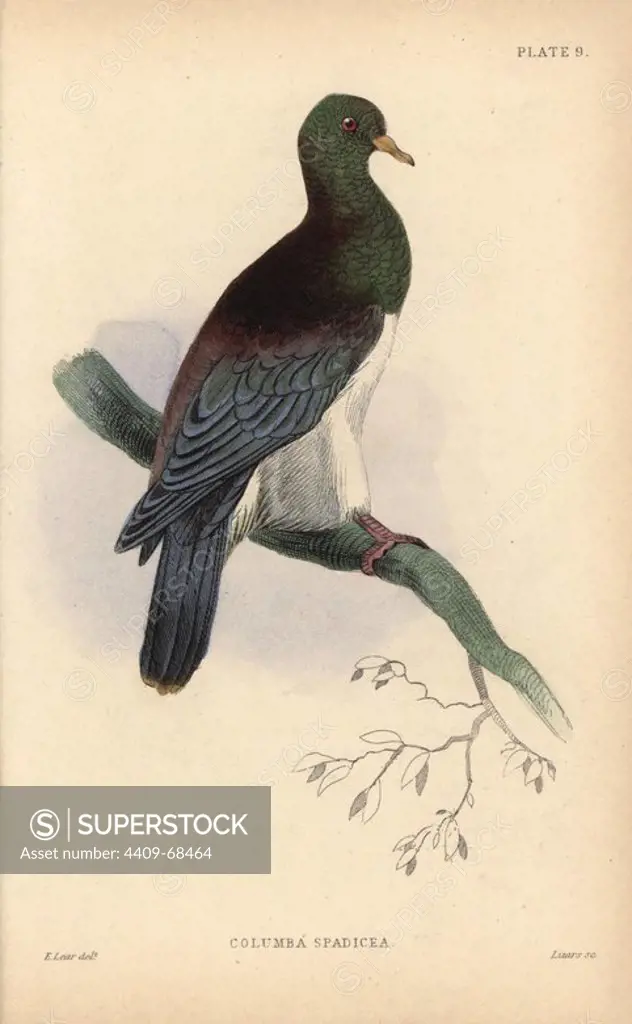 Norfolk Island Pigeon, Hemiphaga novaeseelandiae spadicea (Columba spadicea, chestnut-shouldered pigeon), extinct. Handcoloured steel engraving by William Lizars after an illustration by Edward Lear from Prideaux John Selby's volume "Pigeons" in Sir William Jardine's "Naturalist's Library: Ornithology," published by W.H. Lizars, Edinburgh, 1835. Artist Edward Lear (1812-1888), today most famous for his literary nonsense and limericks, was a skilled ornithological artist who published "Illustrations of the Family of Psittacidae or Parrots" in 1832.