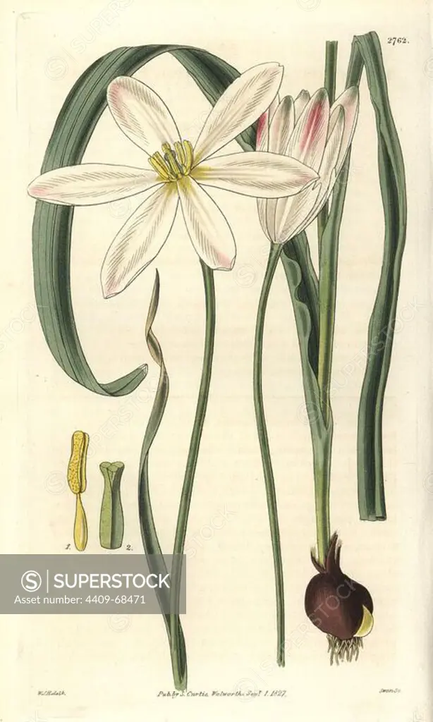 Tulipa stellata. Stellated East Indian tulip with white flowers, showing bulb, stamen and pistil details.. Illustration by WJ Hooker, engraved by Swan. Handcolored copperplate engraving from William Curtis's "The Botanical Magazine" 1827.. William Jackson Hooker (1785-1865) was an English botanist, writer and artist. He was Regius Professor of Botany at Glasgow University, and editor of Curtis' "Botanical Magazine" from 1827 to 1865. In 1841, he was appointed director of the Royal Botanic Gardens at Kew, and was succeeded by his son Joseph Dalton. Hooker documented the fern and orchid crazes that shook England in the mid-19th century in books such as "Species Filicum" (1846) and "A Century of Orchidaceous Plants" (1849). A gifted botanical artist himself, he wrote and illustrated "Flora Exotica" (1823) and several volumes of the "Botanical Magazine" after 1827.