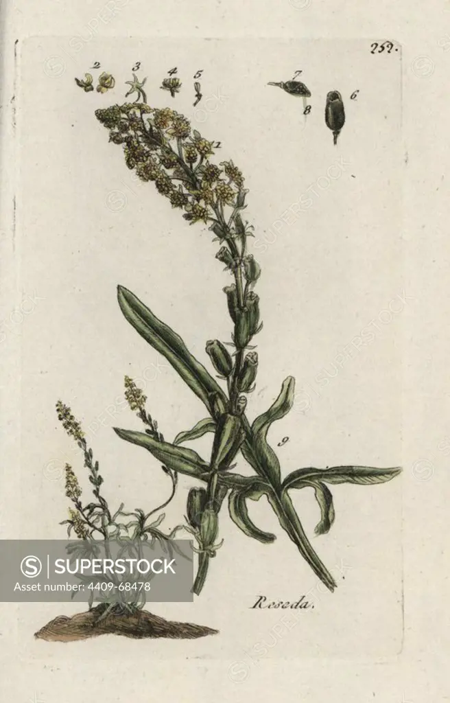 Wild mignonette, Reseda lutea. Handcoloured botanical drawn and engraved by Pierre Bulliard from his own "Flora Parisiensis," 1776, Paris, P. F. Didot. Pierre Bulliard (1752-1793) was a famous French botanist who pioneered the three-colour-plate printing technique. His introduction to the flowers of Paris included 640 plants.