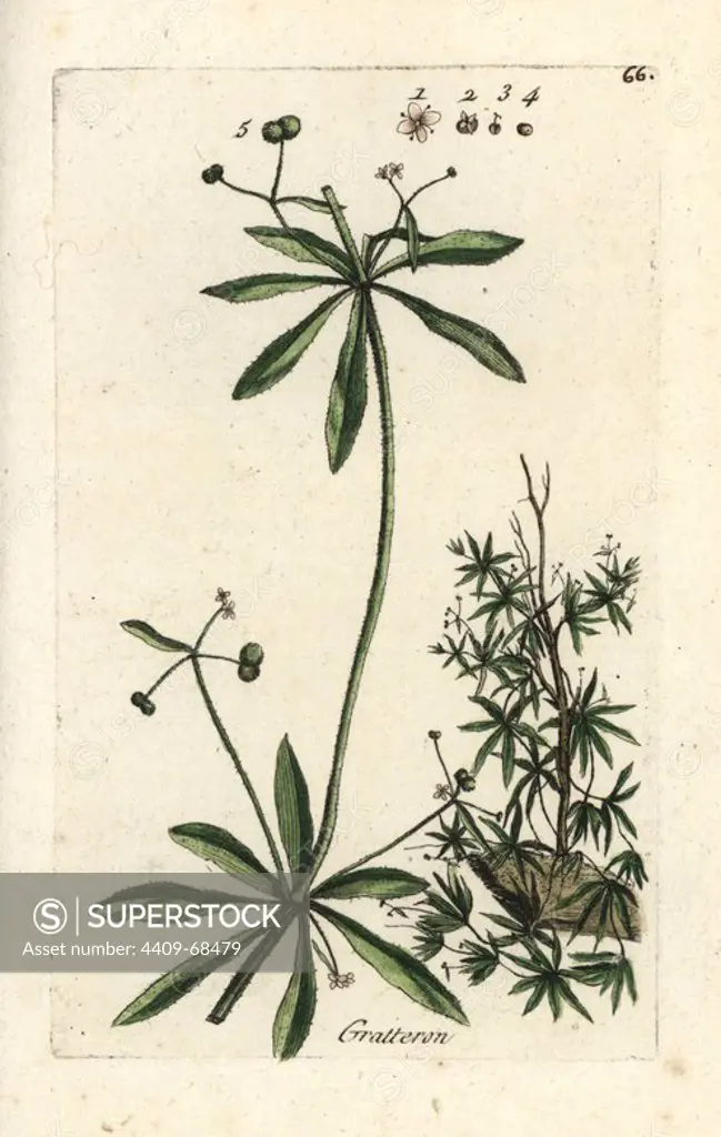 Goosegrass, Gallium aparine. Handcoloured botanical drawn and engraved by Pierre Bulliard from his own "Flora Parisiensis," 1776, Paris, P.F. Didot. Pierre Bulliard (1752-1793) was a famous French botanist who pioneered the three-colour-plate printing technique. His introduction to the flowers of Paris included 640 plants.