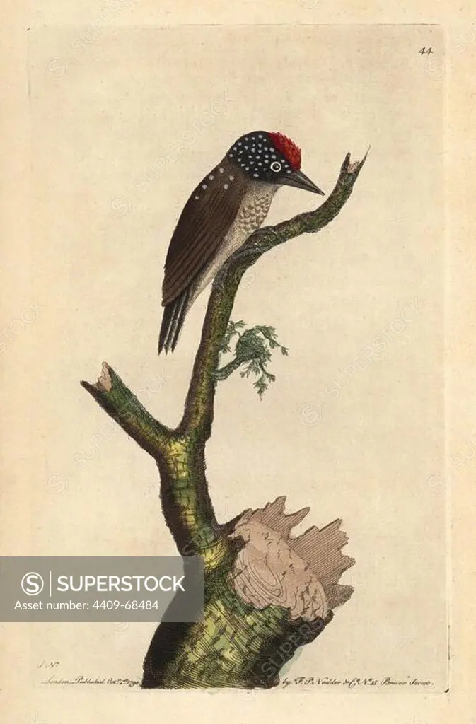 Spot-breasted Woodpecker or least woodpecker. Colaptes punctigula (Picus minimus). Illustration signed SN (George Shaw and Frederick Nodder).. Handcolored copperplate engraving from George Shaw and Frederick Nodder's "The Naturalist's Miscellany" 1790.. Frederick Polydore Nodder (1751~1801) was a gifted natural history artist and engraver. Nodder honed his draftsmanship working on Captain Cook and Joseph Banks' Florilegium and engraving Sydney Parkinson's sketches of Australian plants. He was made "botanic painter to her majesty" Queen Charlotte in 1785. Nodder also drew the botanical studies in Thomas Martyn's Flora Rustica (1792) and 38 Plates (1799). Most of the 1,064 illustrations of animals, birds, insects, crustaceans, fishes, marine life and microscopic creatures for the Naturalist's Miscellany were drawn, engraved and published by Frederick Nodder's family. Frederick himself drew and engraved many of the copperplates until his death. His wife Elizabeth is credited as publisher