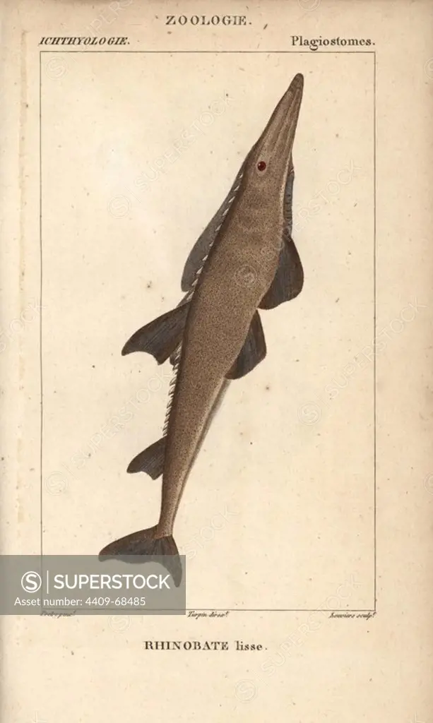 Guitarfish, shovelnose, Rhinobatos typus, Rhinobate lisse. Handcoloured copperplate stipple engraving from Jussieu's "Dictionnaire des Sciences Naturelles" 1816-1830. The volumes on fish and reptiles were edited by Hippolyte Cloquet, natural historian and doctor of medicine. Illustration by J.G. Pretre, engraved by Louviers, directed by Turpin, and published by F. G. Levrault. Jean Gabriel Pretre (1780~1845) was painter of natural history at Empress Josephine's zoo and later became artist to the Museum of Natural History.