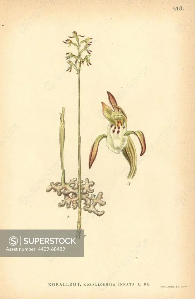 Northern coralroot orchid, Corallorhiza trifida. Chromolithograph from Carl Lindman's "Bilder ur Nordens Flora" (Pictures of Northern Flora), Stockholm, Wahlstrom & Widstrand, 1905. Lindman (1856-1928) was Professor of Botany at the Swedish Museum of Natural History (Naturhistoriska Riksmuseet). The chromolithographs were based on Johan Wilhelm Palmstruch's "Svensk botanik," 1802-1843.